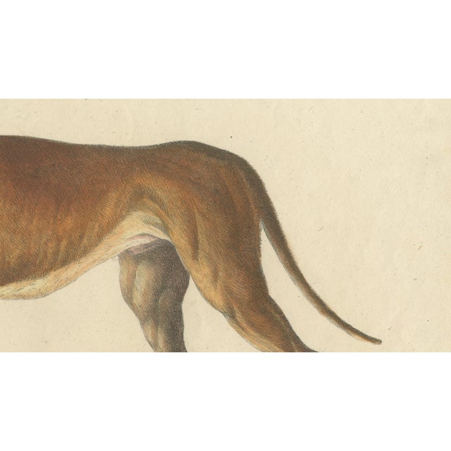 Paper Karl Joseph Brodtmann, Mastiff Dog, 1816, Lithograph For Sale - Image 7 of 9
