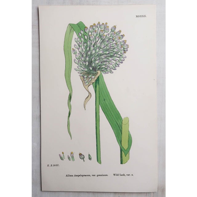 Yellow After Hooker, Botanical Illustrations, Prints, 1850, Set of 16 For Sale - Image 8 of 18