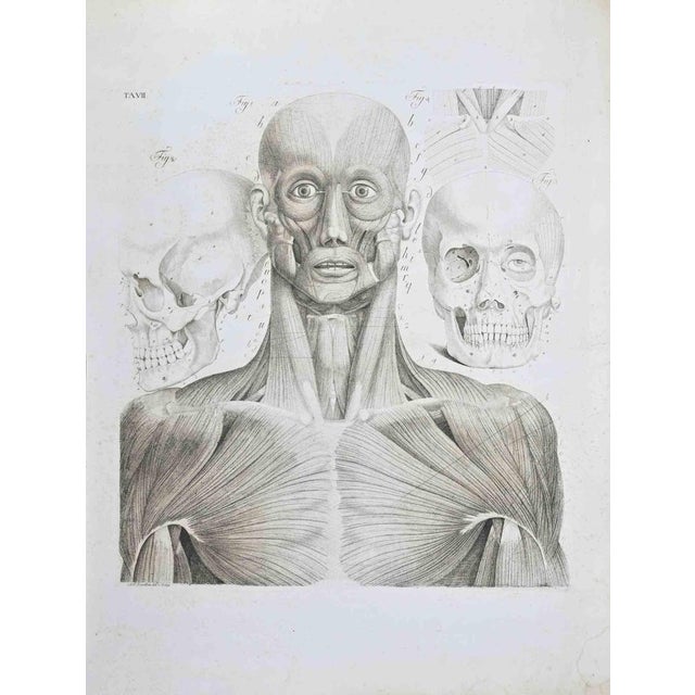 Etching realized by Paolo Mascagni and Antonio Serantoni in the first years of 19th Century, and published in 1810. Plate...