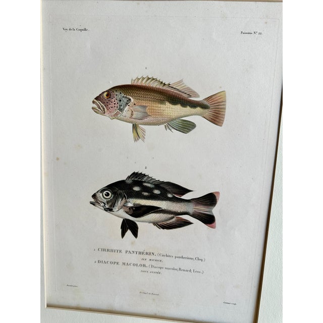 Set 3 Hand-Colored Engraving - Captain Duperry "Voyage De La Coquille" 1826 For Sale - Image 14 of 18