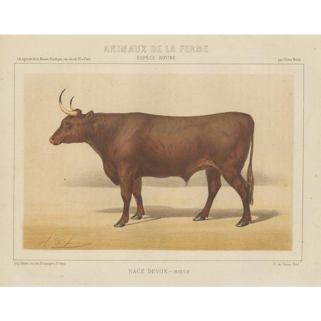Olivier De Penne, Devon Ox, British Cattle, 1863, Chromolithograph For Sale - Image 9 of 9