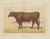 Olivier De Penne, Devon Ox, British Cattle, 1863, Chromolithograph For Sale - Image 9 of 9