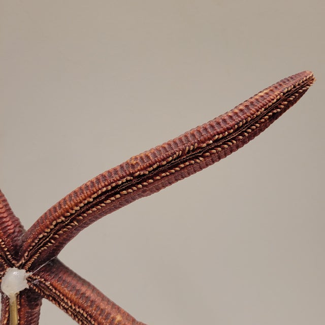 Starfish Ophidiaster Ophidianus, Vintage - Pacific Ocean, 1990s For Sale - Image 9 of 14