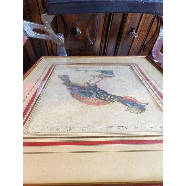 Mid 18th Century Saverio Manetti, Gallo Pavone del Brasile, 20th Century, Print, Framed For Sale - Image 5 of 13