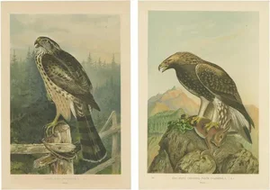 J. F. Naumann, The Golden Eagle and Northern Goshawk, 1901, Lithographs, Set of 2