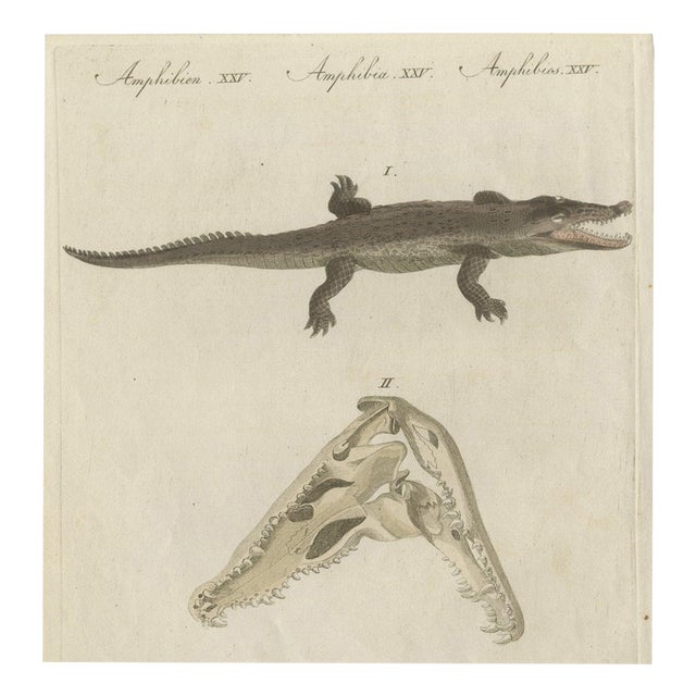 Bertuch, Crocodile with a Study of Its Skull, 1809, Print For Sale