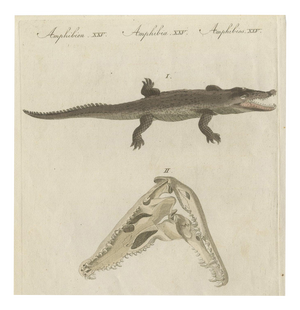 Bertuch, Crocodile with a Study of Its Skull, 1809, Print