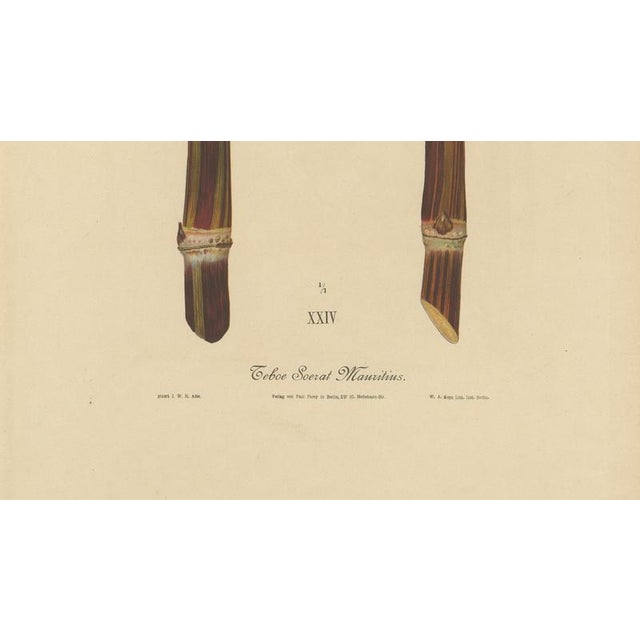 Sugarcane, 1892, Paper For Sale - Image 4 of 10