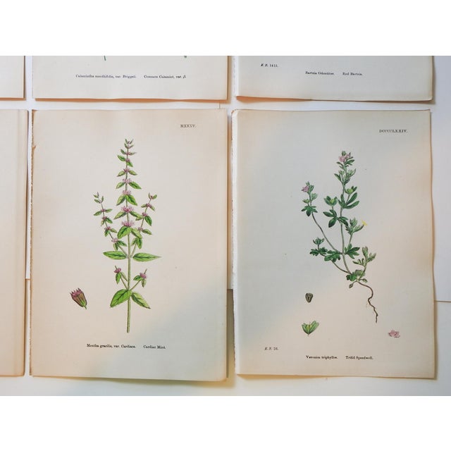 Paper 1873 Collection Sowerby Hand Colored Pink and Green Botanical Book Plates - Set of 12 For Sale - Image 7 of 7