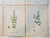 Paper 1873 Collection Sowerby Hand Colored Pink and Green Botanical Book Plates - Set of 12 For Sale - Image 7 of 7