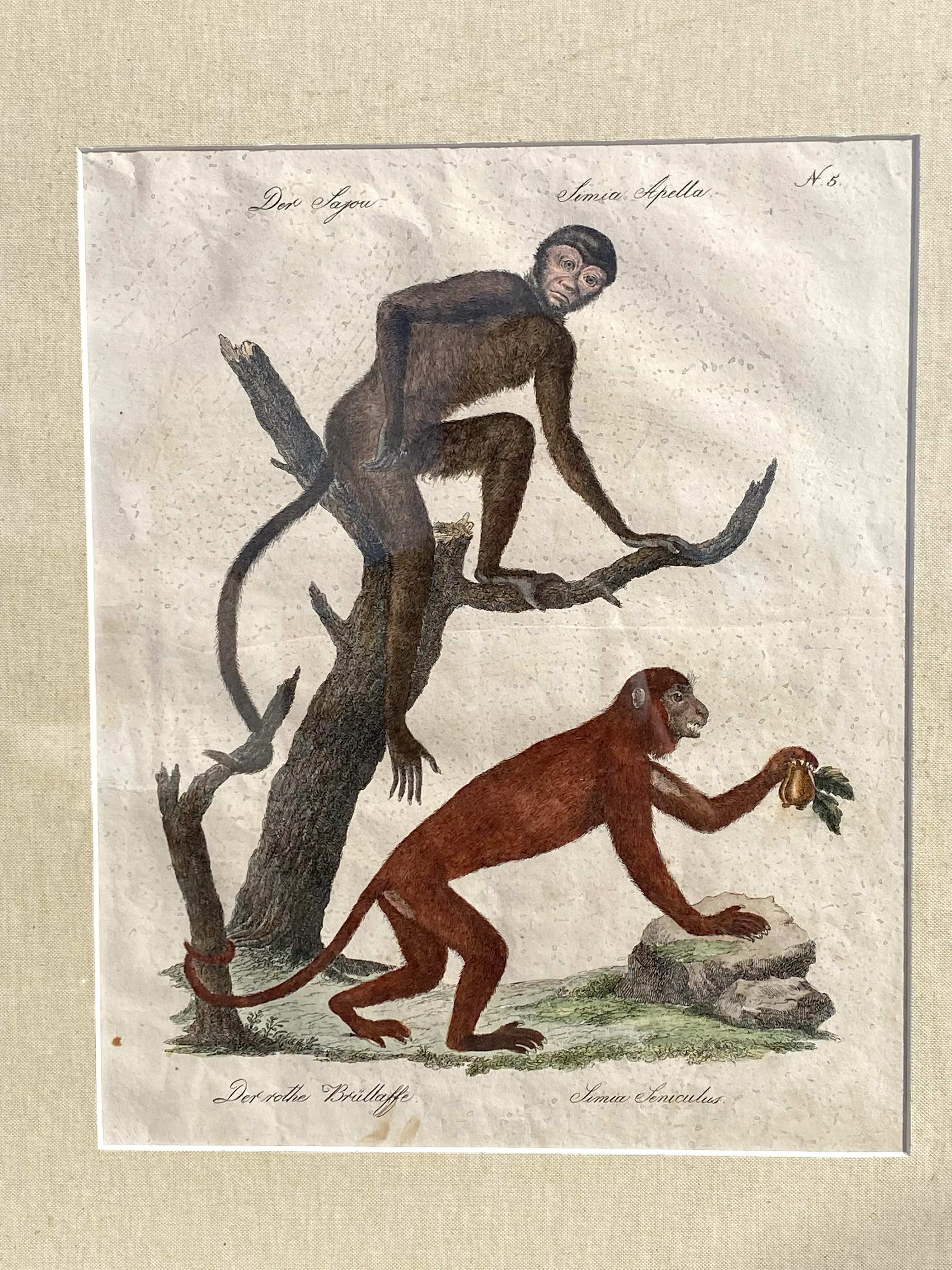 monkeys-hand-colored-