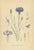 Carl Lindman, Cornflower Botanical Study, Centaurea Cyanus, 1905, Paper For Sale - Image 9 of 9