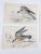 English Antique 1840s Hand Colored Lizars Raptors Book Plate Engravings - Set of 3 For Sale - Image 3 of 4