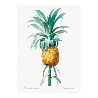 Vintage Pineapple Illustration, Botanical Art Print Reproduction, 32" X 48" For Sale