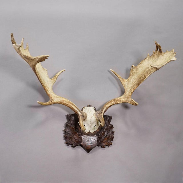 Rustic European Antique Black Forest Fallow Deer Trophy, Germany ca.1900 For Sale - Image 3 of 6