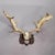 Rustic European Antique Black Forest Fallow Deer Trophy, Germany ca.1900 For Sale - Image 3 of 6