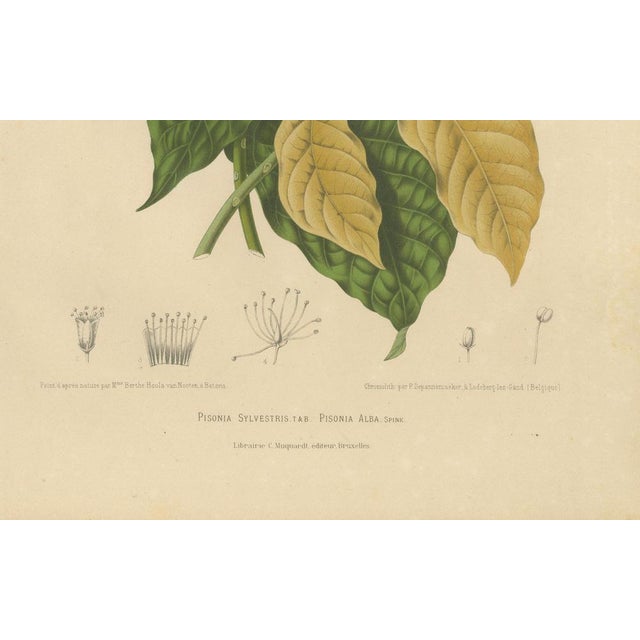 Hoola van Nooten, White Birdcatcher Tree, 1880, Chromolithograph For Sale - Image 3 of 9