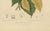 Hoola van Nooten, White Birdcatcher Tree, 1880, Chromolithograph For Sale - Image 3 of 9