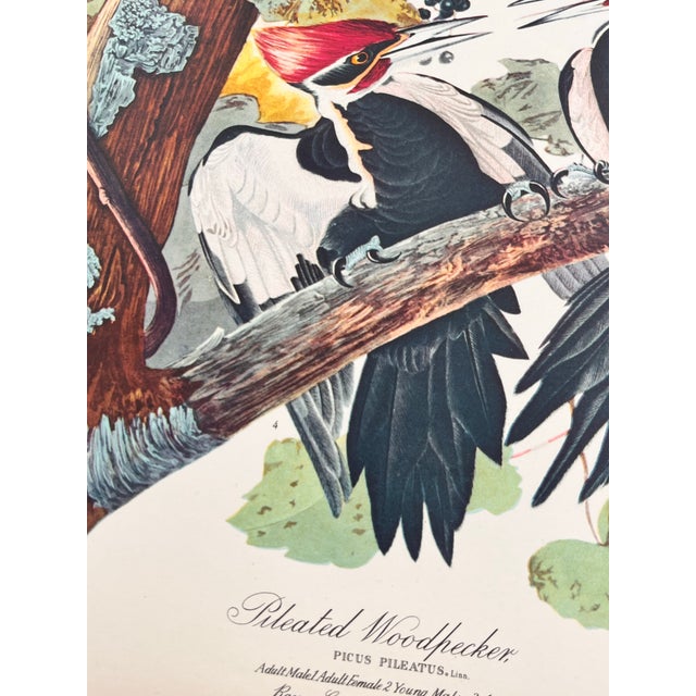 American 1964 Audubon Folio Lithograph Great Bird Paintings – “Pileated Woodpecker” 17x14 For Sale - Image 3 of 4