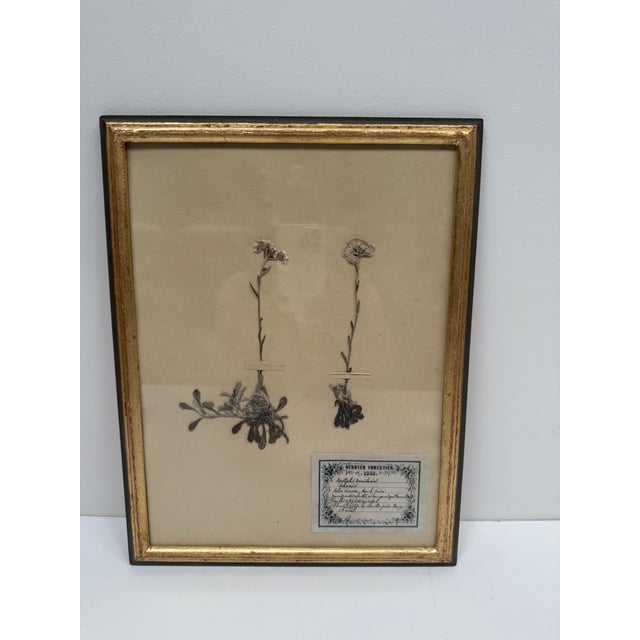 Traditional Set of Three Vintage Pressed Botanicals For Sale - Image 3 of 18
