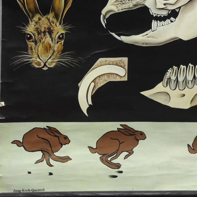 Brown Hare Common Rabbit Wall Chart Poster by Jung Koch Quentell For Sale - Image 6 of 8