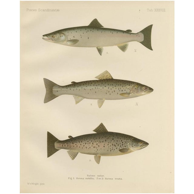 Scandinavian Atlantic Salmon Forms: Exquisite 19th Century Hand-Colored Print, 1895, Print For Sale - Image 10 of 10