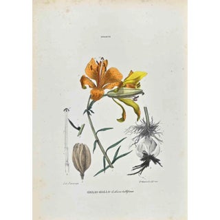 Vincenzo Tenore, The Lilies, Lithograph, 1870s For Sale