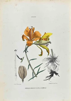 Vincenzo Tenore, The Lilies, Lithograph, 1870s