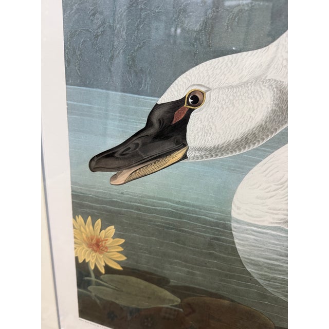 John James Audubon Birds of America Collection Common American Swan Original Print, Signed For Sale - Image 11 of 12
