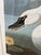 John James Audubon Birds of America Collection Common American Swan Original Print, Signed For Sale - Image 11 of 12