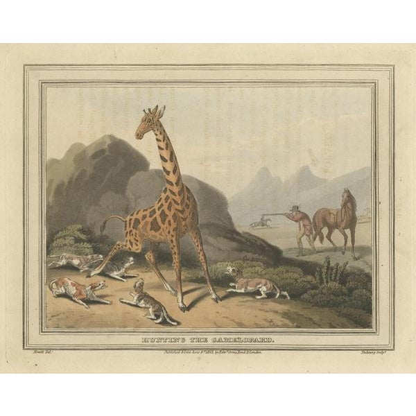 Howitt, Hunting Scene of the Camelopard / Giraffe, 1813, Print For Sale - Image 3 of 5