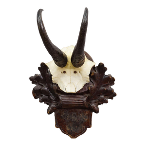 Antique Chamois Trophy on Carved Plaque, Germany Ca. 1900