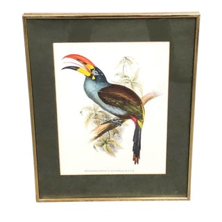 Gold-Frame Toucan Print For Sale