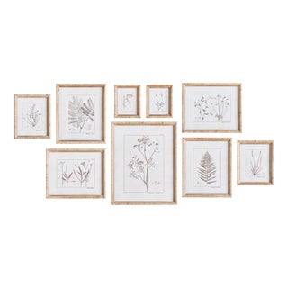 Botanical Study In Sepia, Set Of 9 For Sale