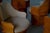 Pine Dining Chairs in Boucle Upholstery, Germany, 1970s, Set of 7 For Sale - Image 9 of 18