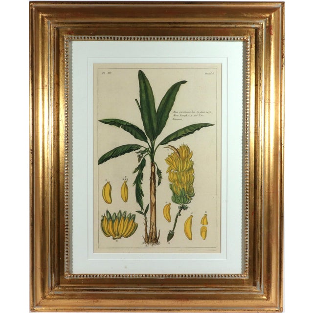 Pair of Hand-Colored Copper Engravings of Banana Plants Georg Eberhard Rumphius, Herbarium Amboinense, edited by Johannes...