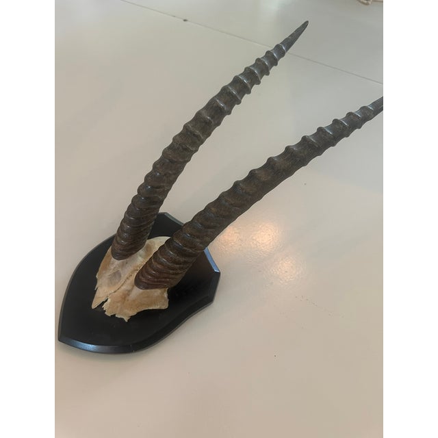 1990s Gazelle Horn Taxidermy For Sale - Image 4 of 4