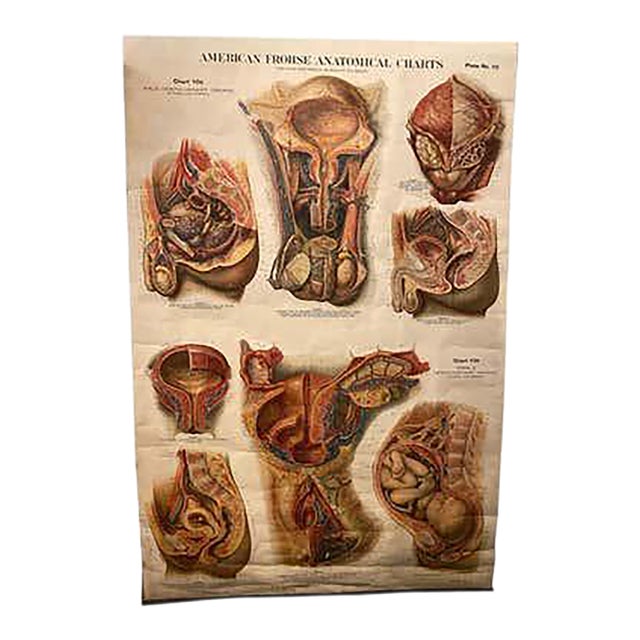 Genito-Urinary Anatomical Chart, Paper on Canvas, 1922 For Sale