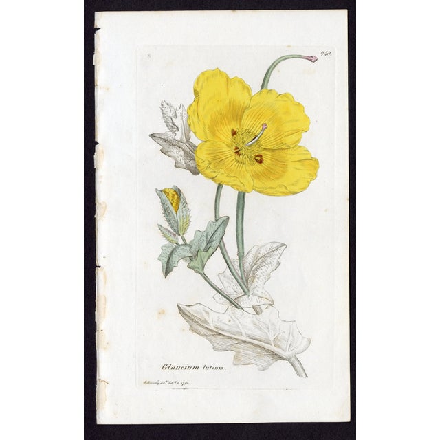 Offered here is an original antique botanical print from the celebrated English Botany series, featuring the distinctive...