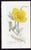 Offered here is an original antique botanical print from the celebrated English Botany series, featuring the distinctive...