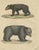 Bertuch, Tapir & Bear Zoological, 1800, Engraving For Sale - Image 4 of 9