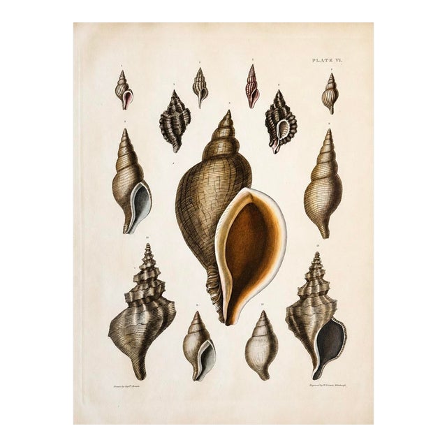 Volute & Murex Shells | Original Hand-Colored Shell Engraving – Captain Thomas Brown, Plate VI | C. 1840 For Sale