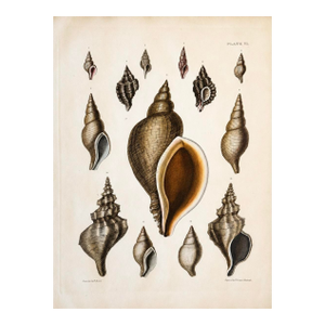 Volute & Murex Shells | Original Hand-Colored Shell Engraving – Captain Thomas Brown, Plate VI | C. 1840