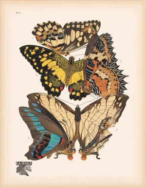 Papillons (Butterflies) Plate 9 Giclee Reproducion Art Print by Emile Allian Séguy