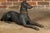 J.W Fiske Iron Greyhound Dog Sculptures, Late 19th Century New York, a Pair For Sale In Atlanta - Image 6 of 12