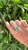 Modern Set in 18k Gold, 2.72 Carats, Natural Zambian Emerald & Diamond Engagement Ring, Size 6.5 For Sale - Image 3 of 10
