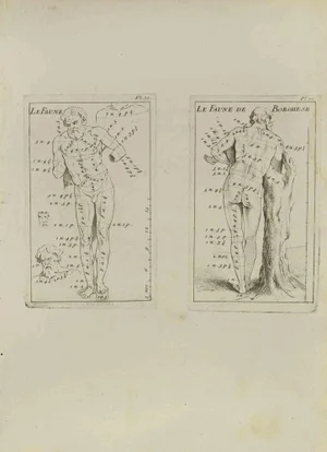 Jean François Poletnich, Anatomy Studies, Etching, 18th Century