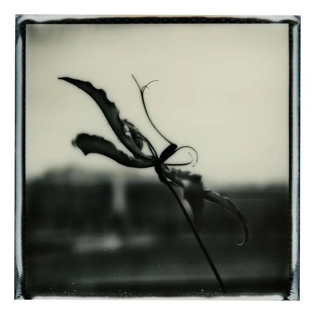 Ugne Pouwell, Gloriosa Noire No.2, 2025, Polaroid Floral Photograph, Limited Edition 20 For Sale
