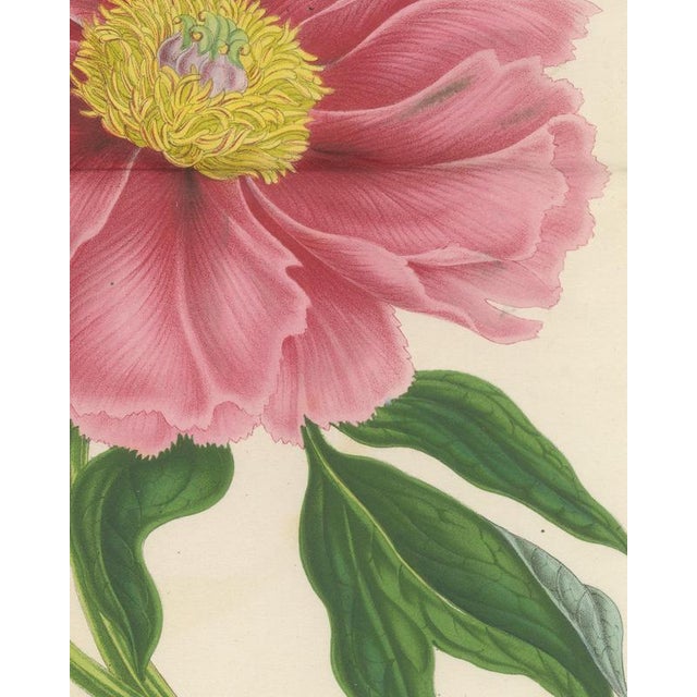 19th Century L. Stroobant, Tree Peony Empress of France, Paeonia Mountain, 1858, Chromolithograph For Sale - Image 5 of 9