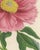 19th Century L. Stroobant, Tree Peony Empress of France, Paeonia Mountain, 1858, Chromolithograph For Sale - Image 5 of 9